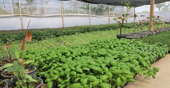 Büyükşehir, çiftçiye destek için tıbbi ve aromatik bitki üretiyor