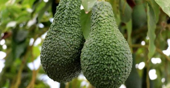 Korona virüs avokado üretimini arttırdı